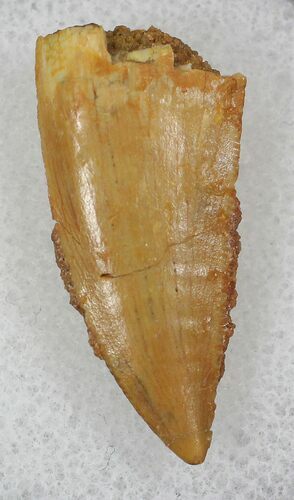 Bargain Raptor Tooth From Morocco - #26035